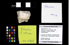 Foto (Objekt + Etikett) von Pithonoton cf. rusticum (Patrulius, 1966)  (NHMW-GEO-1990-0041-2598)